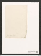 Amphora farcimon Grun. (de-Toni-Nr.: Genus 36, Species 1678) Zeichnungen Sammlung Grunow (NHMW-BOT-W0370686)